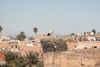 Stalks with their huge nests around the old Royal Palace walls