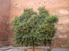 Orange tree, they were everywhere!
