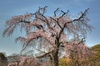 The Oldest Cherry Tree in Kyoto