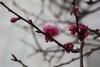 Plum flower finishing its bloom