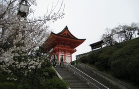 Our Spring Blossom Japan