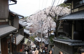 Our Spring Blossom Japan