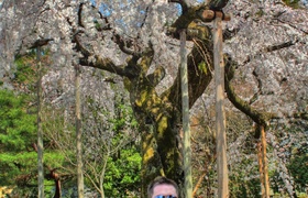 Our Spring Blossom Japan
