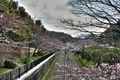 Our Spring Blossom Japan