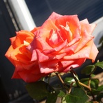 The garden in full bloom