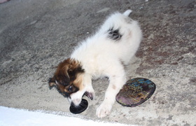 Big Fat Greek Lindos