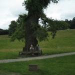 Cute little old ladies sitting beneath a massive tree.