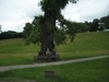 Cute little old ladies sitting beneath a massive tree.