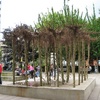 An odd upside down tree sculpture.