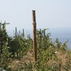 Vineyards all up the hillsides