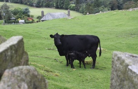 Lakes, Walks and Full Tummies