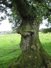 The treeman with a big nose!