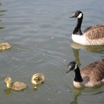 Gooses in Clissold park, great local park