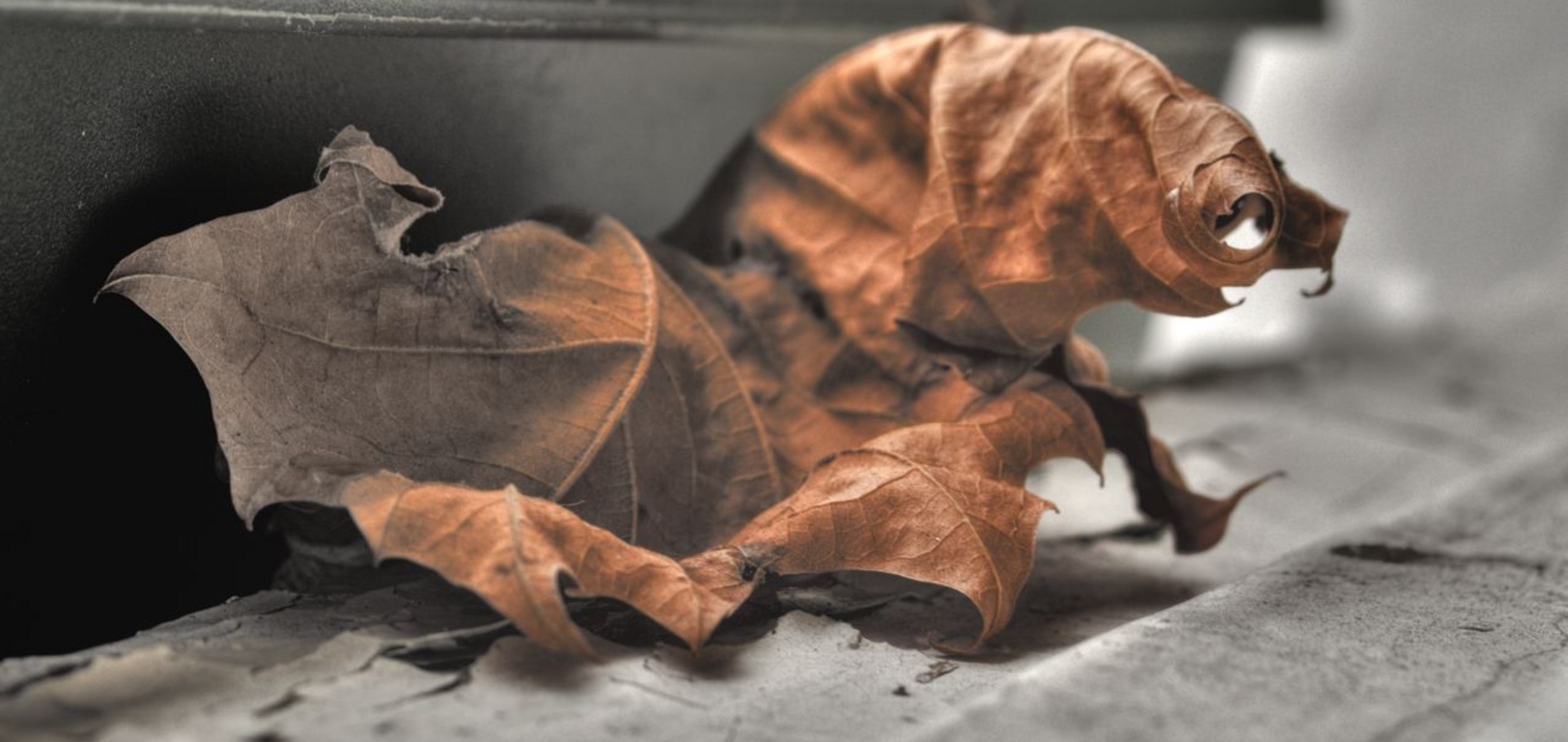 Is winter over yet?Winterleaf