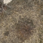 Crazy hairy grass from above