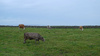 moo, we are just passing through - a local paddock