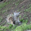 More squirrels!