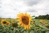 So many sunflowers
