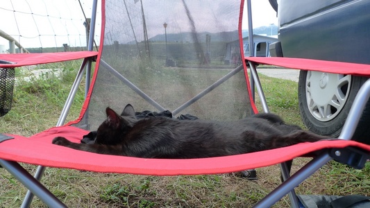 Azrael our kitten for a day Azrael our kitten for a day