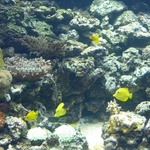 Aquarium - Tang fishes!