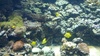 Aquarium - Tang fishes!