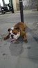 Hilarious bulldog resting his belly on the ground 