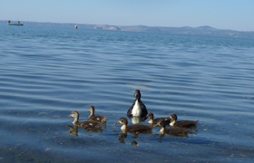 Smurfy Settimana Sette