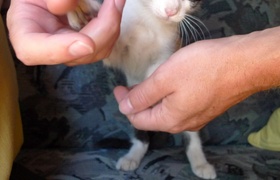 Smurfy Tjedan Osam