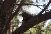 black/ brown squirrel