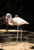Pretty pink flamingo's 