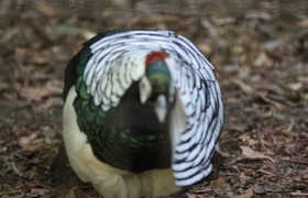 South America: Brazil