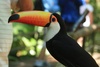 The toucans were incredible
