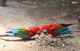 South America: Brazil