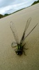 Large dragon fly