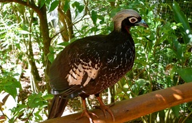 South America: Brazil