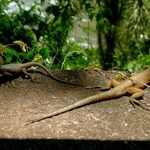 Some of the wildlife on the walk to the falls