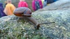 An Incan snail