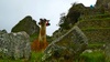 A Machu Picchu lama