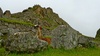 A Machu Picchu lama