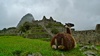 A Machu Picchu lama