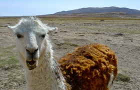 South America: Bolivia