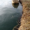 Visited one of the weird and wonderful floating islands on Lake Titicaca