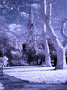 An infrared stroll through Clissold park