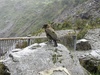 A kea! On the side of the road.