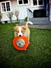 He loves the frisbee. Until Tom threw it next door never to be seen again :(