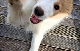 A Month of Lyon in Karori