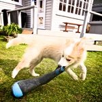 Eat the gumboot! Good boy.