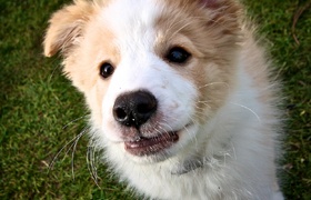 A Month of Lyon in Karori