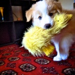 His favourite toy was Ducky