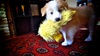 His favourite toy was Ducky